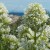 Fleurs de la Côte Bleue