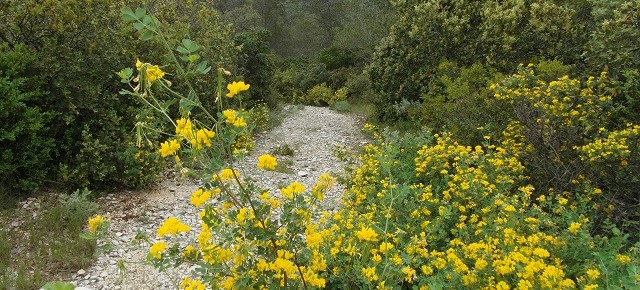 Balade dans la garrigue nîmoise