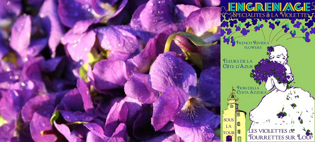 Résultat Concours Spécial Fêtes des Violettes
