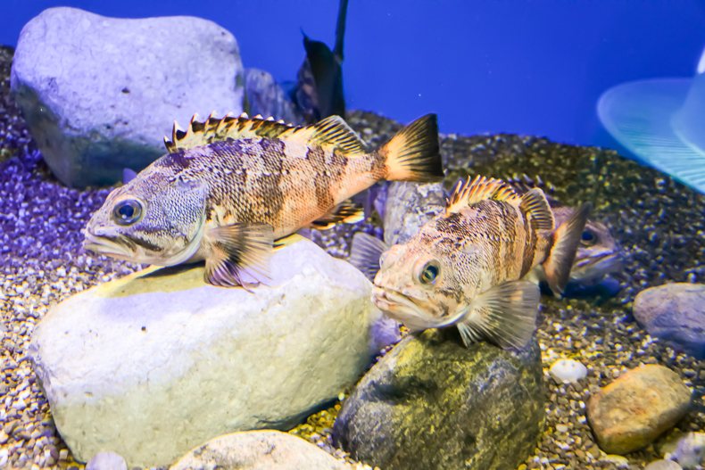 Aquarium Ripley de Toronto