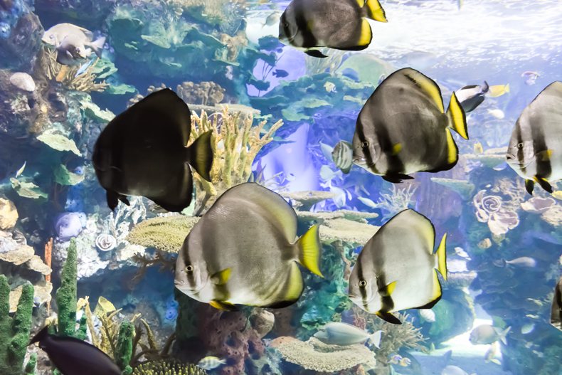 Aquarium Ripley de Toronto