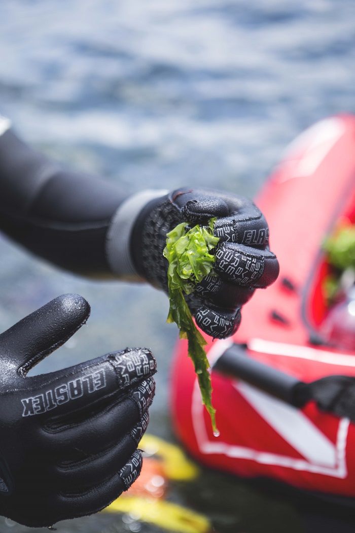 algues vertus Un Océan de Saveurs Antoine Nicolas